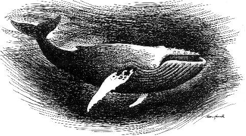Whale